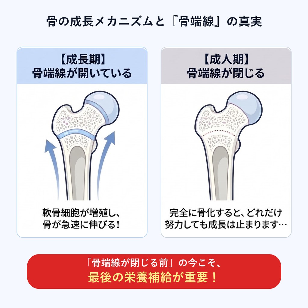骨の成長メカニズムと『骨端線』の真実（成長期と成人期の比較）