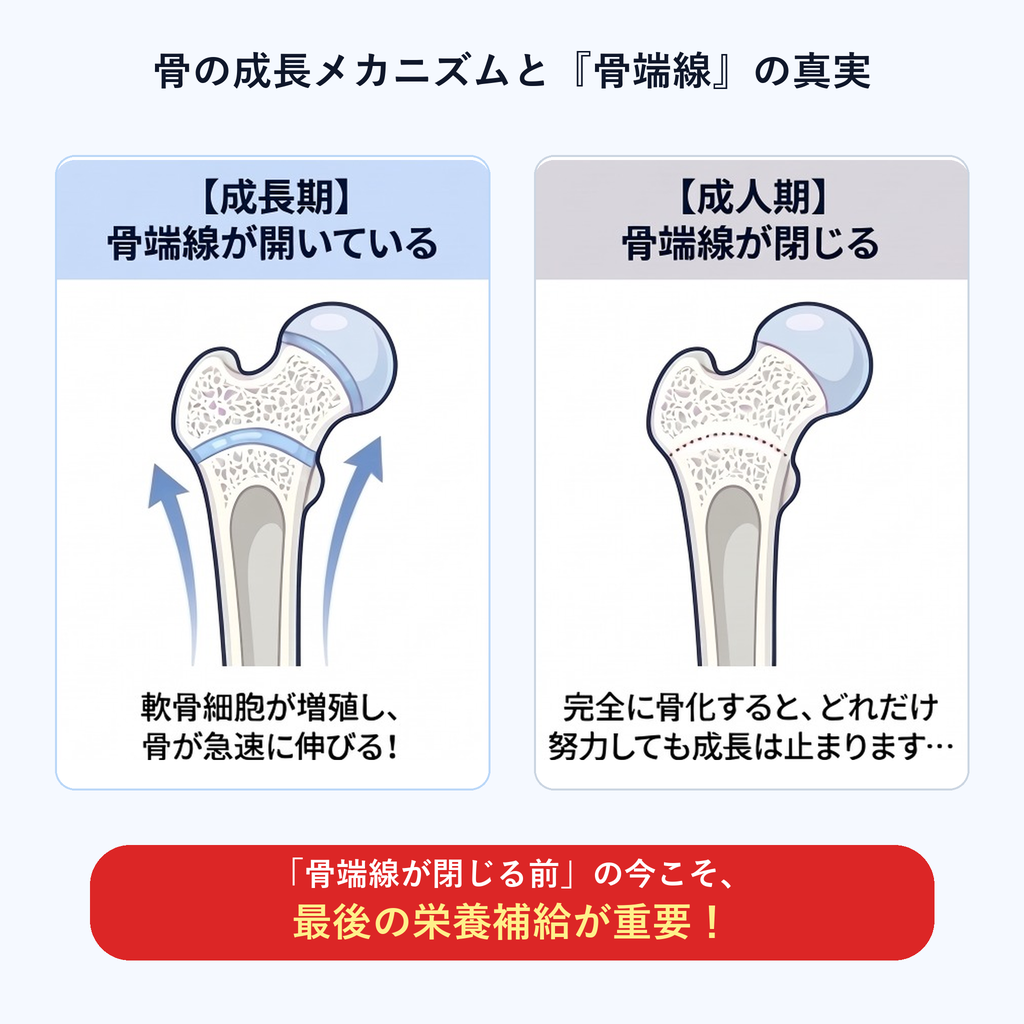 骨の成長メカニズムと『骨端線』の真実（成長期と成人期の比較）