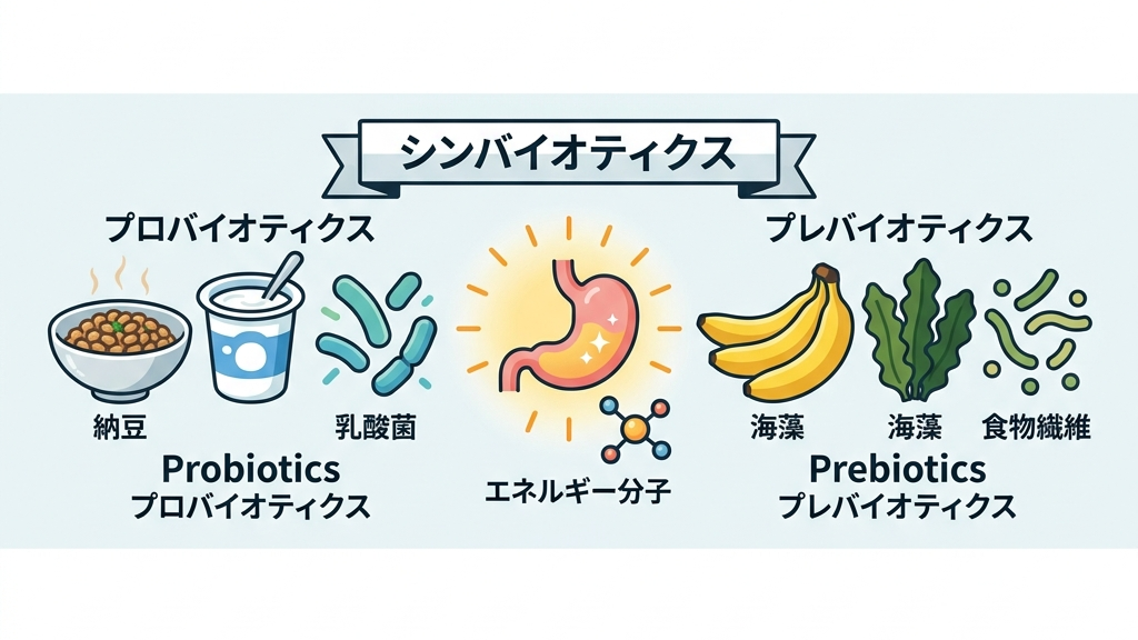 シンバイオティクスによる腸内環境の改善プロセス