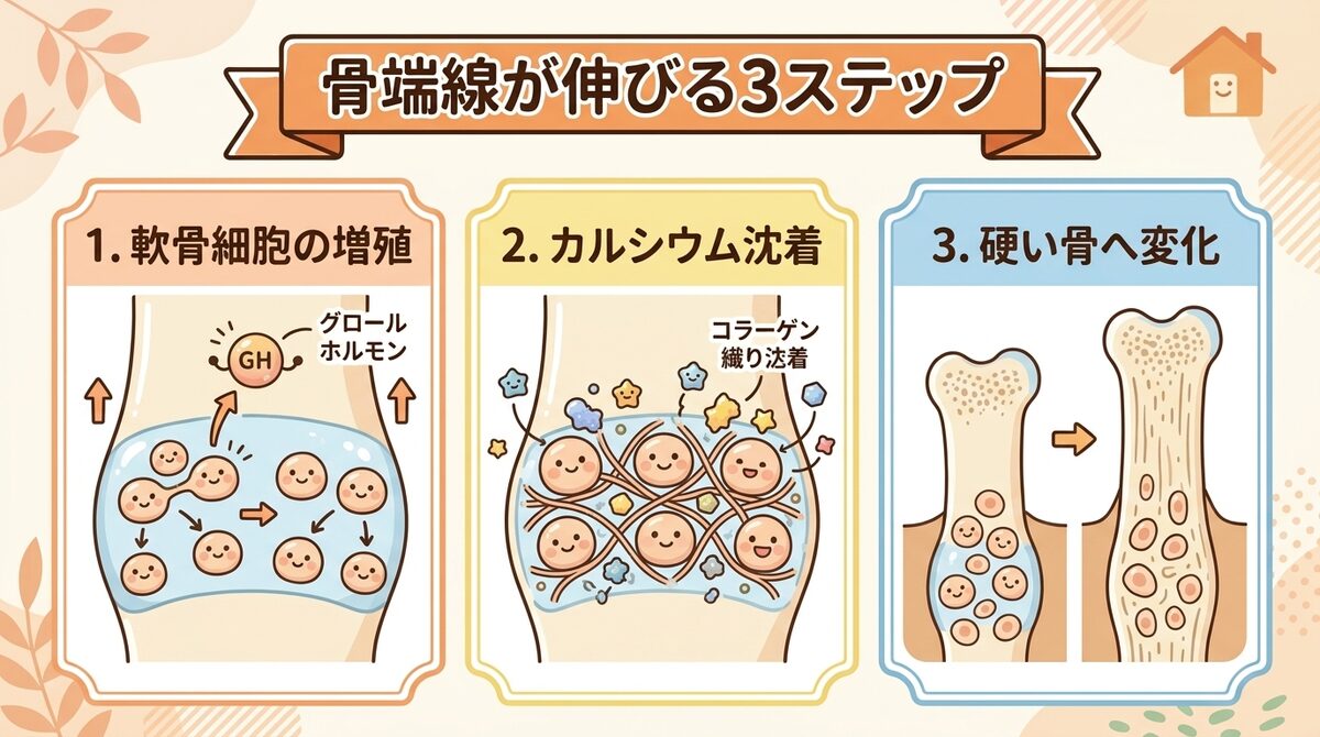 身長が伸びる仕組みを支える強い骨をつくる3大栄養素(カルシウム・ビタミンD・タンパク質)インフォグラフィック図解