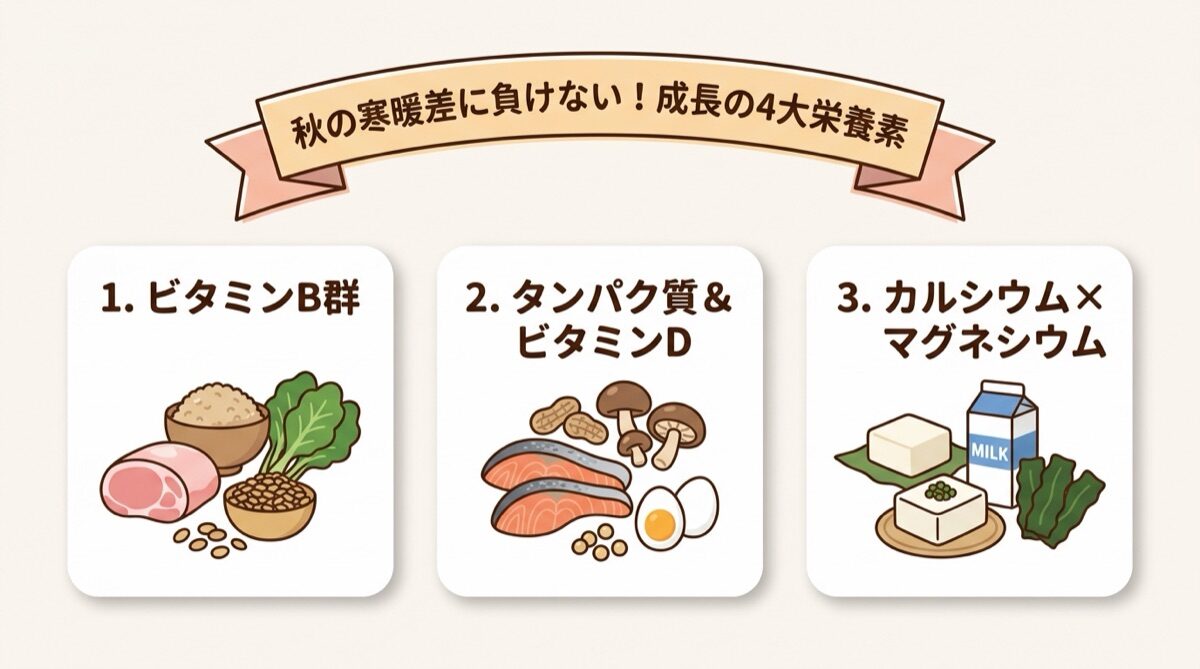 秋の寒暖差に負けない!成長を支える4大栄養素(ビタミンB群・良質タンパク質・ビタミンD・カルシウムマグネシウム)インフォグラフィック図解