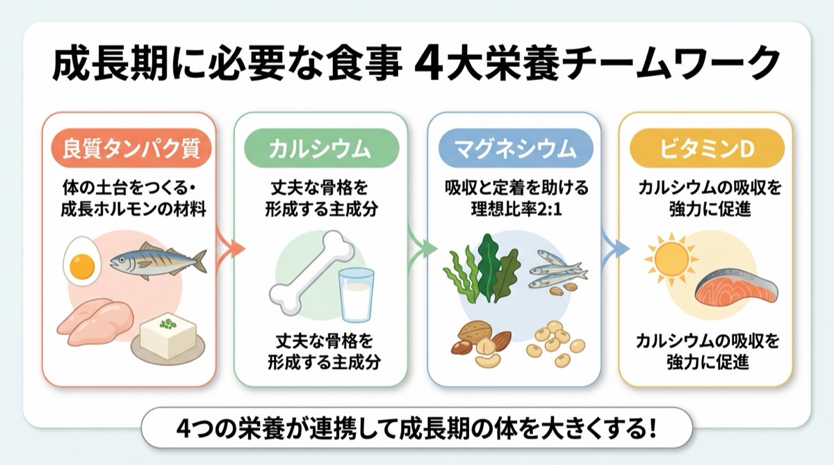 成長期に必要な食事 4大栄養チームワーク（タンパク質・カルシウム・マグネシウム・ビタミンDの連携図解）インフォグラフィック