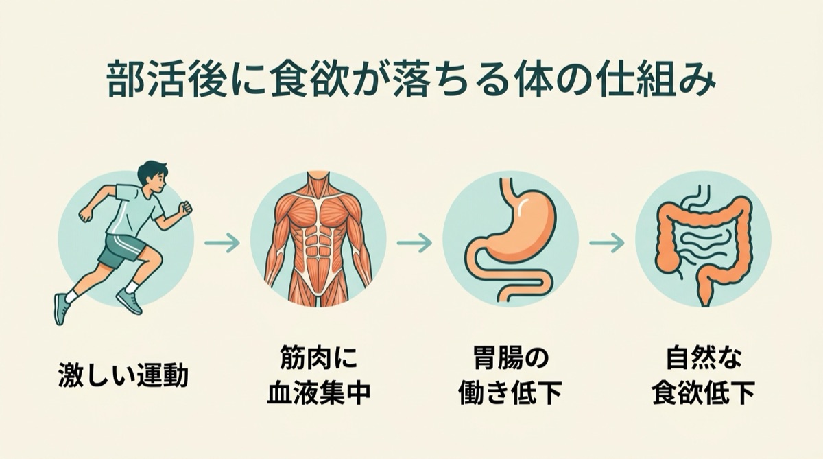 部活後に食欲が落ちる体の仕組み(激しい運動・筋肉への血液集中・胃腸の働き低下・自然な食欲低下のメカニズム)インフォグラフィック図解